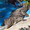 Hurghada Zoo