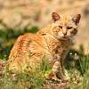 Katze :)