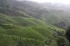 Longsheng