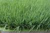 Longsheng