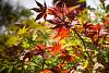 Bild "DSC_5869_klein.JPG"