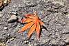 Bild "DSC_6348_klein.JPG"