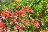 Bild "DSC_6569_klein.JPG"