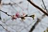 Bild "DSC_7753_klein.JPG"