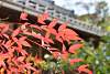 Bild "DSC_7828_klein.JPG"