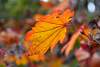 Bild "DSC_7898_klein.JPG"