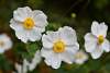 Bild "DSC_7929_klein.JPG"
