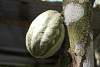 Bild "SAM_8217_small.JPG"