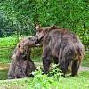 Bärenpark bei Röbel