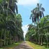 Königlicher Botanischer Garten Peradeniya