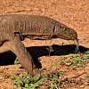 Yala-Nationalpark