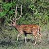 Yala-Nationalpark