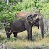 Yala-Nationalpark