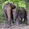 Yala-Nationalpark