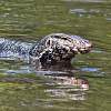 Bentota Fluss-Safari