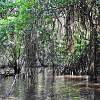 Bentota Fluss-Safari