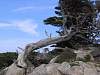 Point Lobos SP
