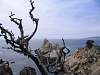 Point Lobos SP