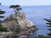 Lonely Pine
