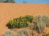 Corel Sand Dune SP